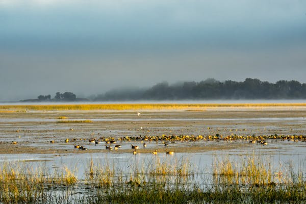 World Wetlands Day – 2nd of February